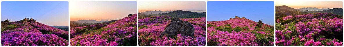 초암산철쭉