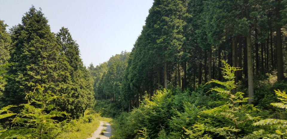 편백숲